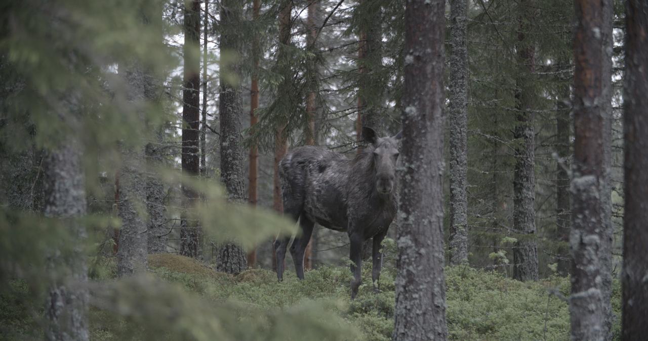 Stilleben Hotell Åmot Kültér fotó